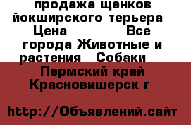 продажа щенков йокширского терьера › Цена ­ 25 000 - Все города Животные и растения » Собаки   . Пермский край,Красновишерск г.